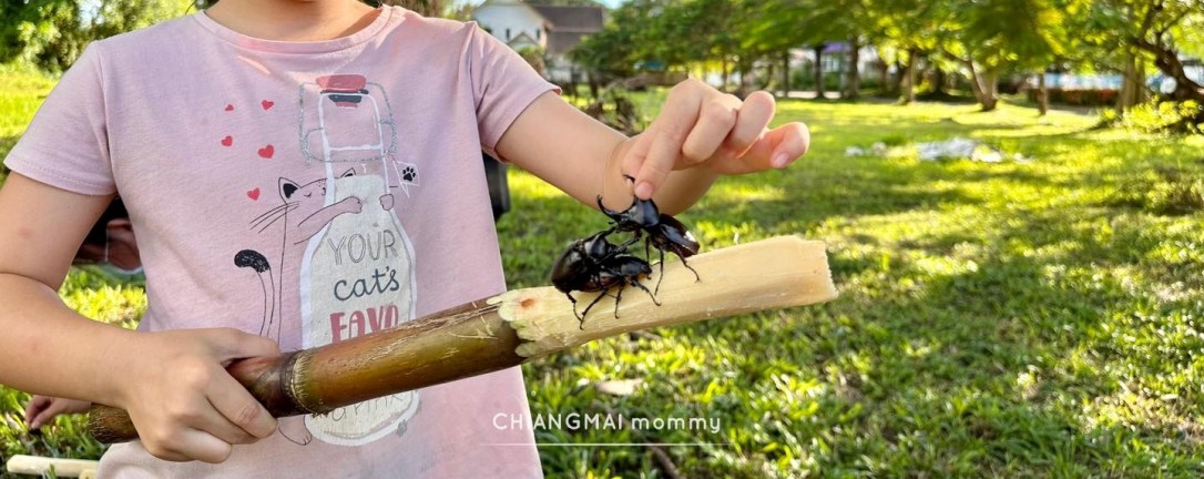 ✦ ตามล่าหาด้วงกว่าง