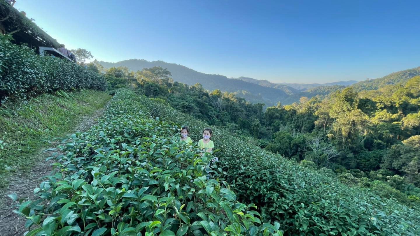 ◾️ ไร่ชาลุงเดช [แม่แตง]