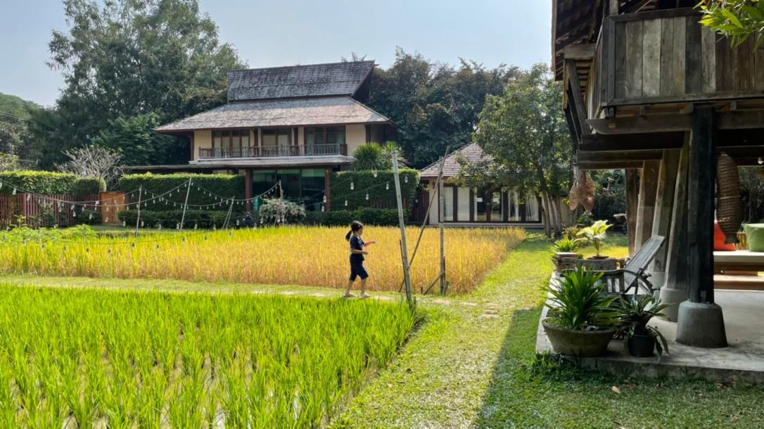 โรงแรมศิริปันนา กิจกรรมดำนา