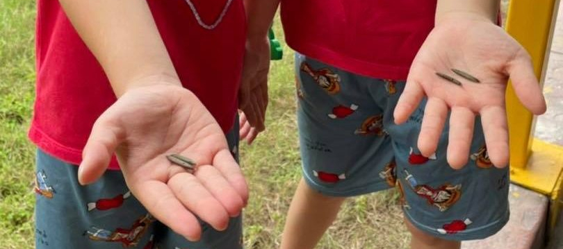 ★ เม็ดเปาะแปะ