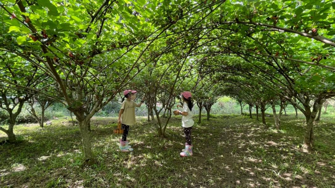 Mulberry Farm : หม่อนศิริ