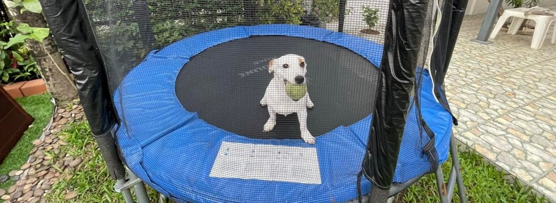 เมื่อลูกอยากเลี้ยงสัตว์