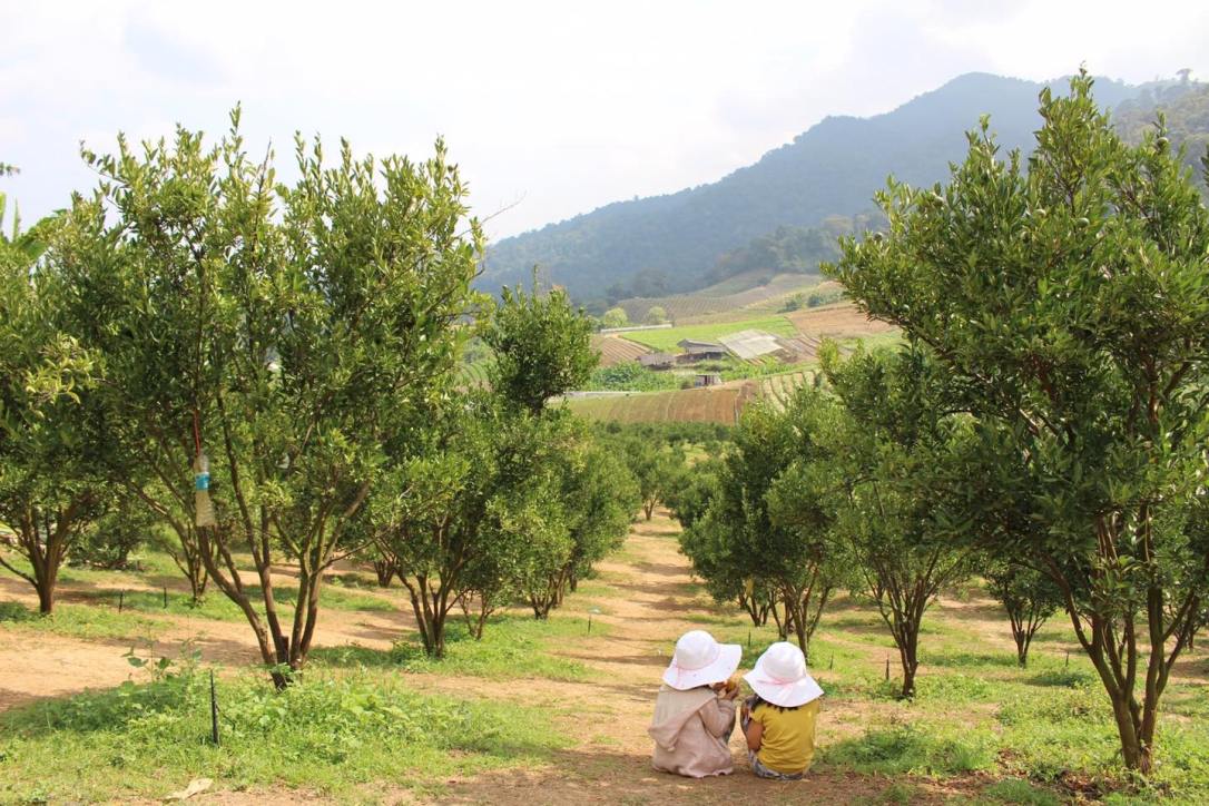 สวนส้ม “My Garden”