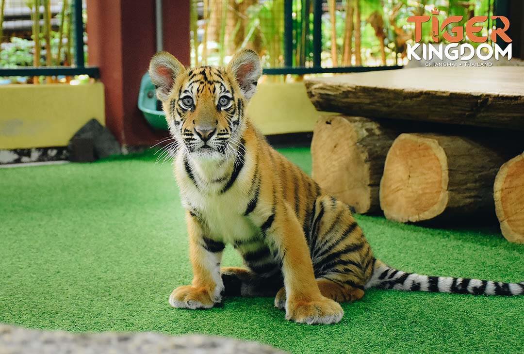 Tiger Kingdom