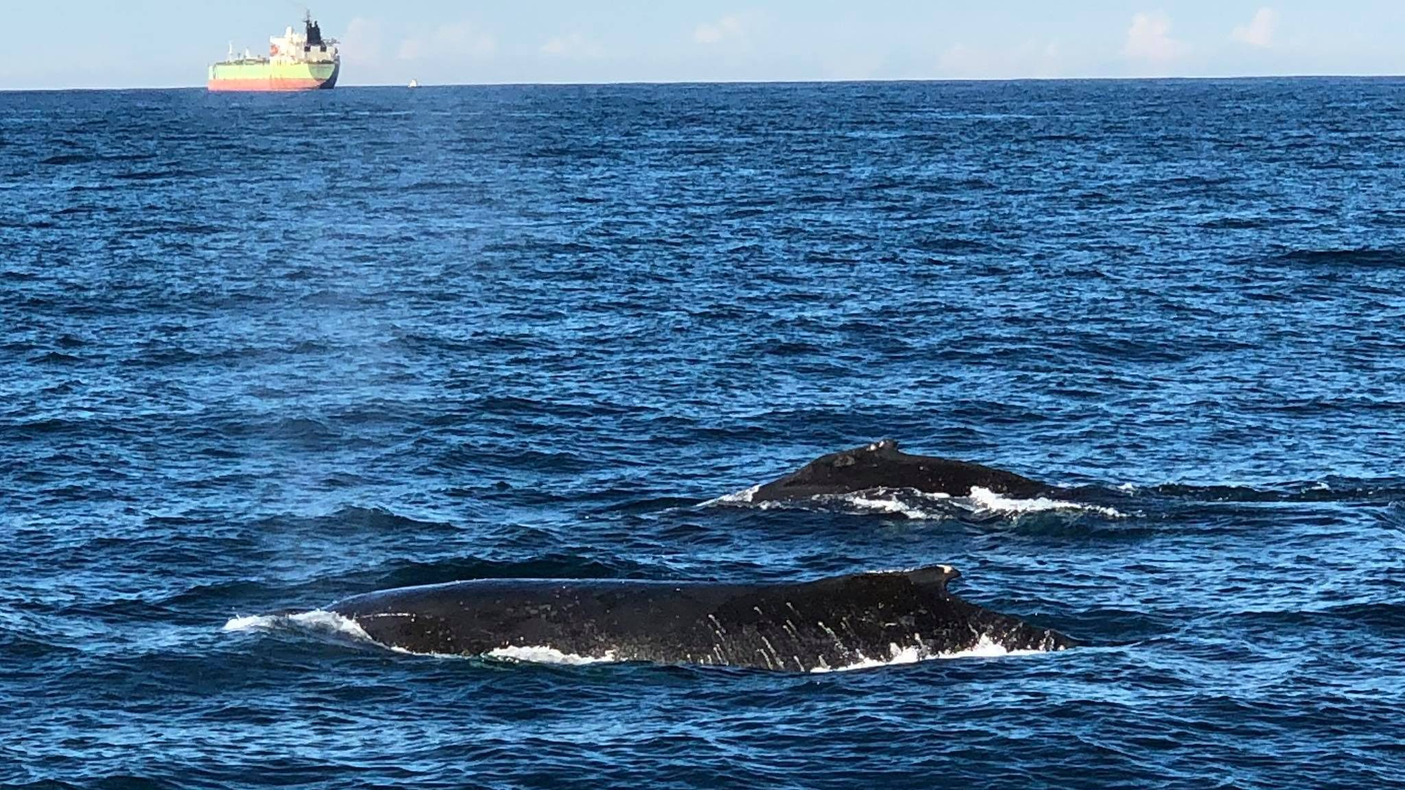 ◾️ นั่งเรือชมวาฬ Sydney&nbsp;Australia