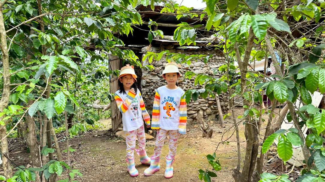 ◾️ ดอยช้าง :: เข้าสวนเก็บเชอรี่ และแมคคาเดเมีย