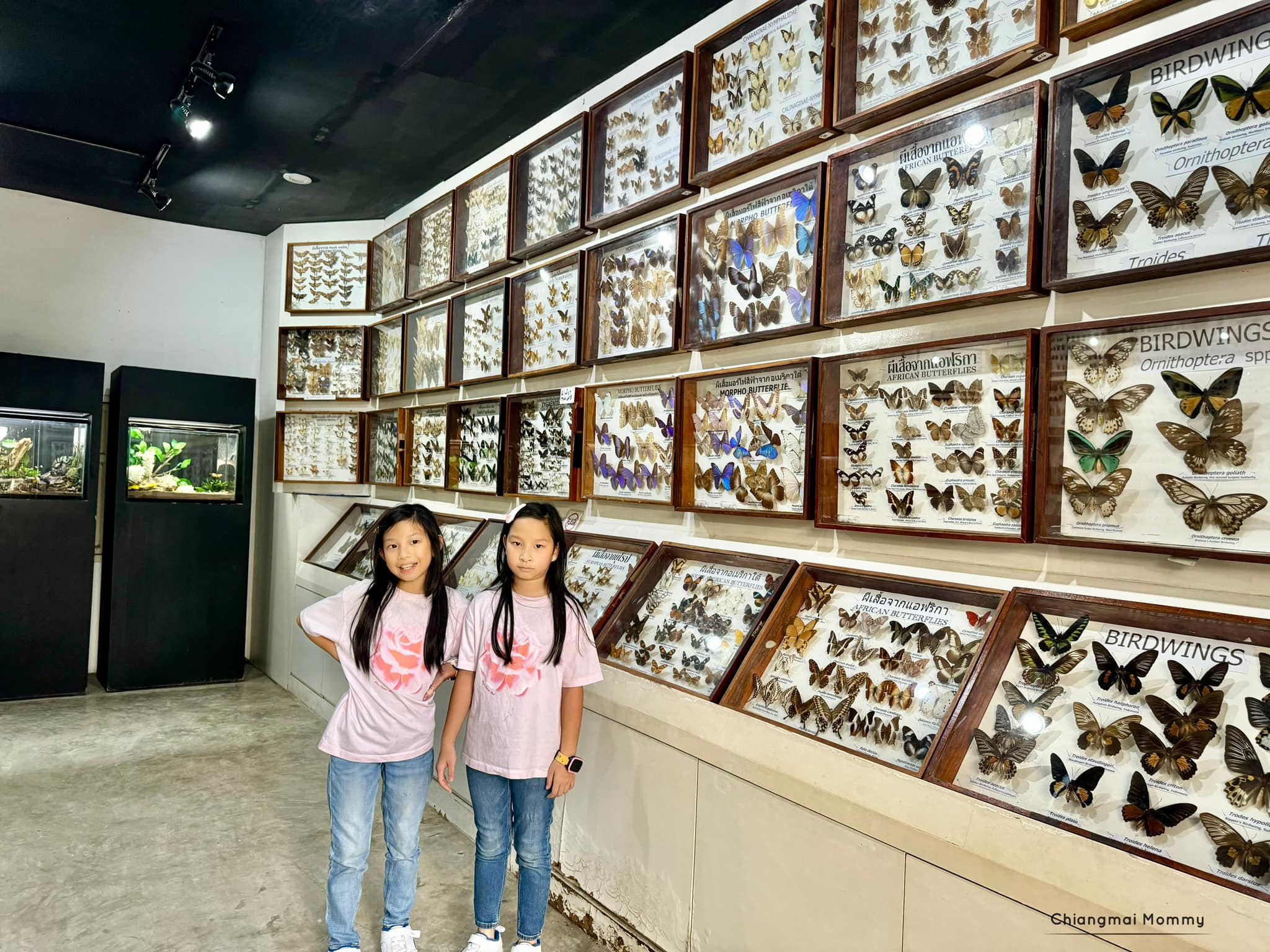 พิพิธภัณฑ์แมลงสยาม พิพิธภัณฑ์แมลงสยาม