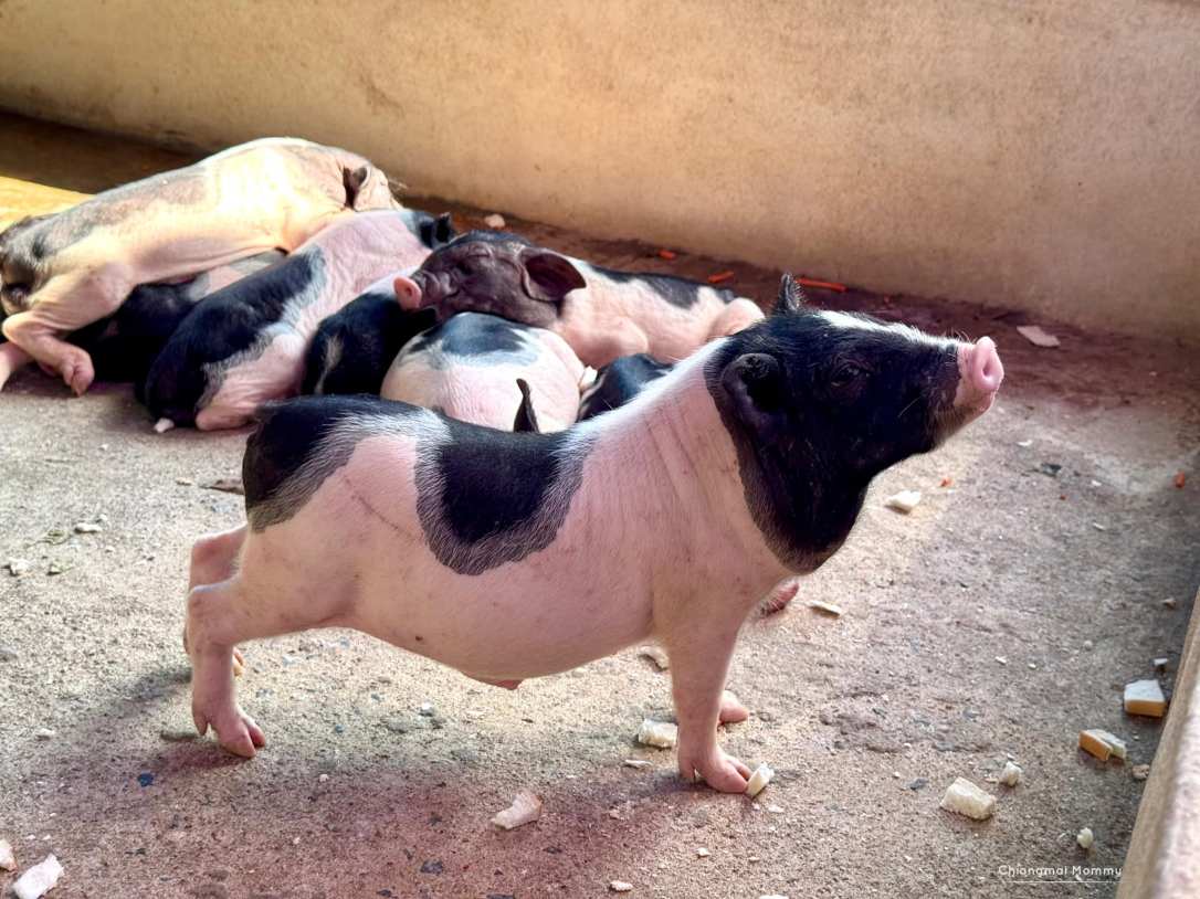 สวนลุงพงศ์มินิซูแอนด์คาเฟ่