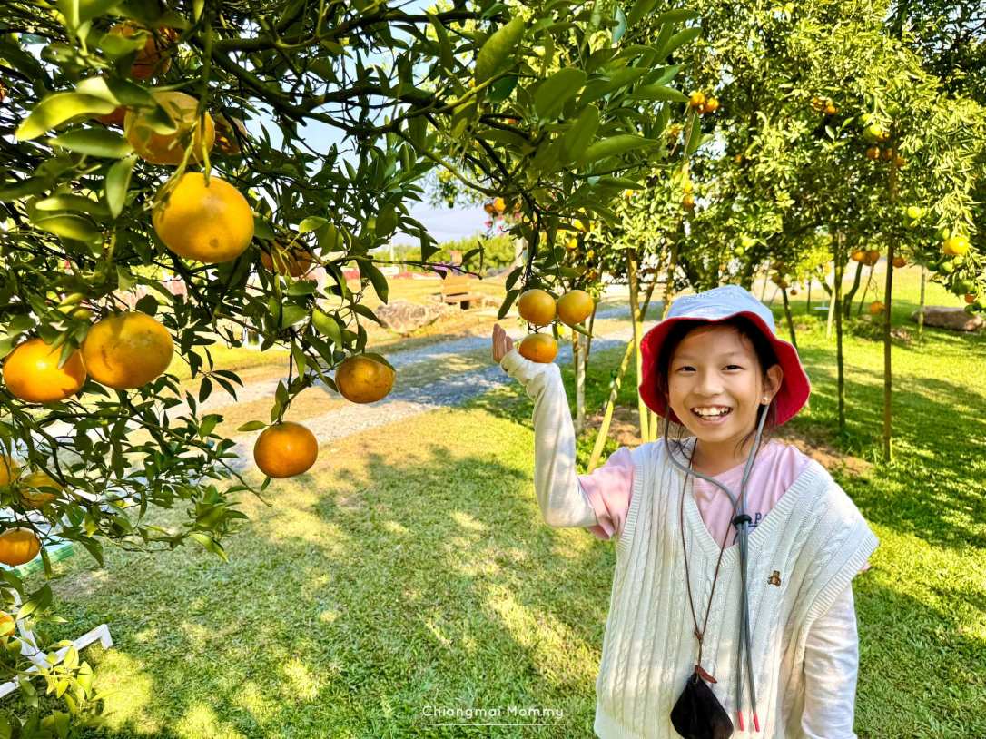 สวนส้มปรีชาฝาง