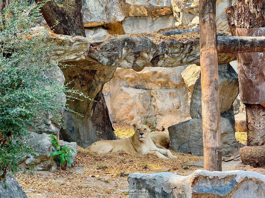 ไนท์ซาฟารี VS สวนสัตว์เชียงใหม่