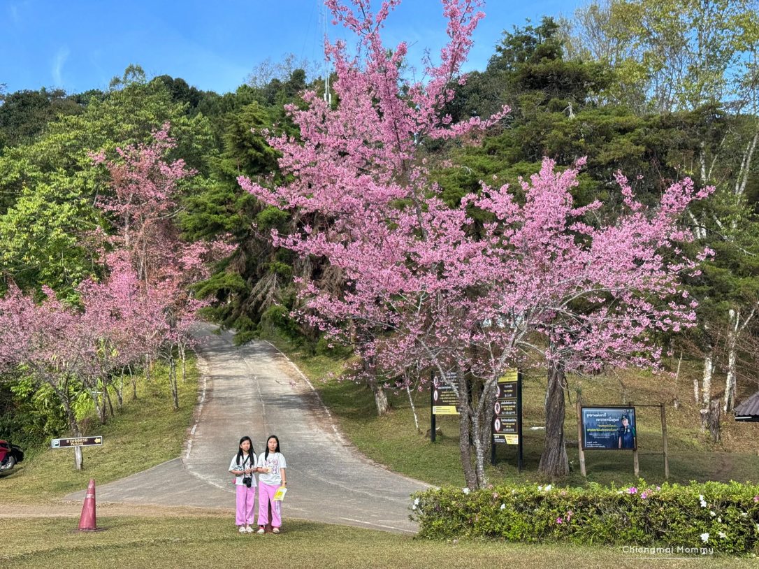 ดอกนางพญาเสือโคร่ง