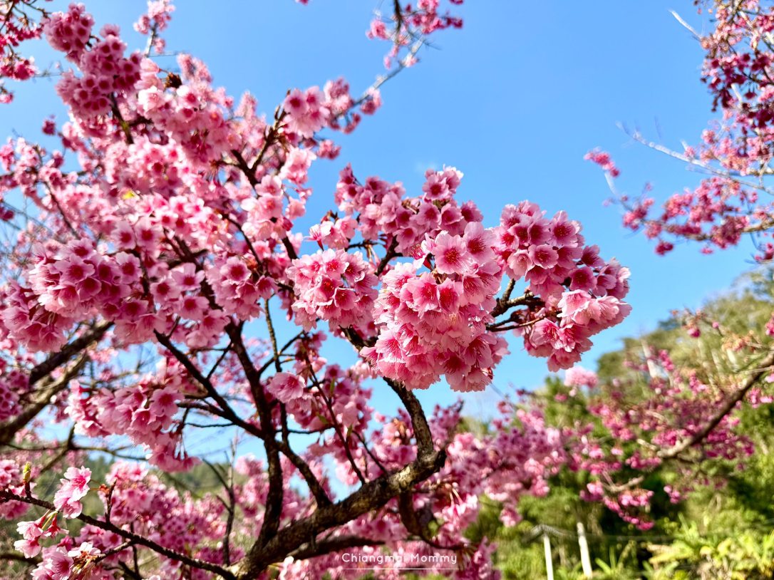 สถานีเกษตรหลวงอ่างขาง